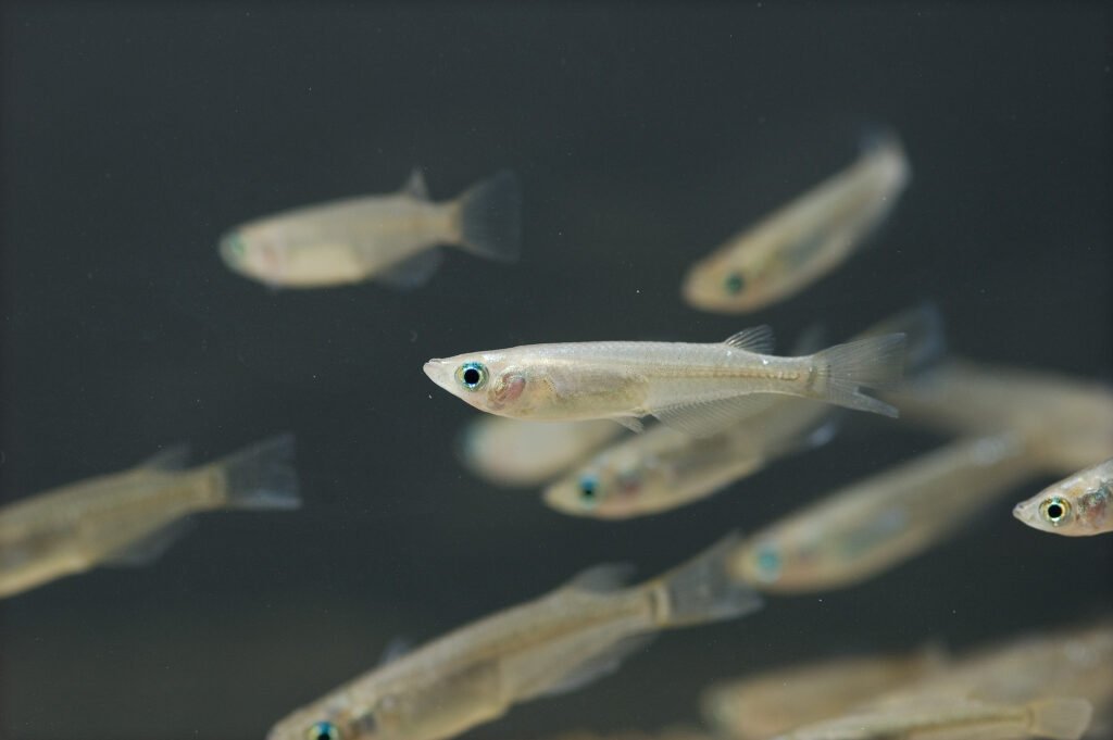 School of Oryzias latipes(Hamamatsu,Shizuoka,Japan,2007)-2.
