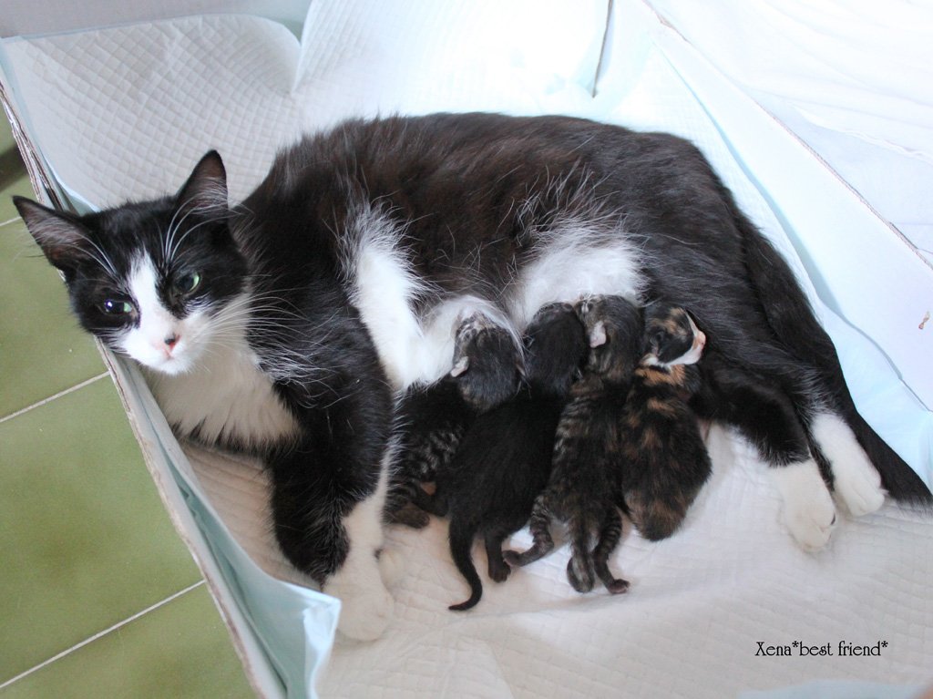 A cat gave birth.