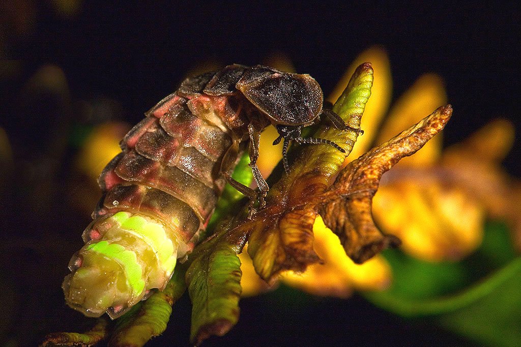 Glow-Worm - 'Lampyris Noctiluca'.