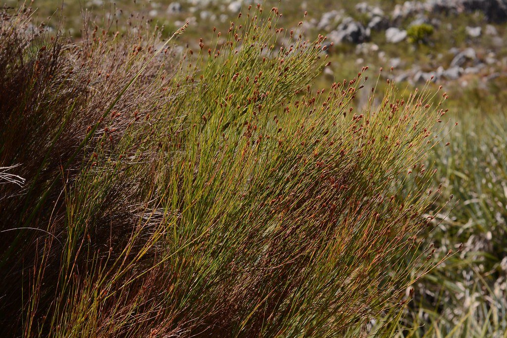 Restio subverticillatus.