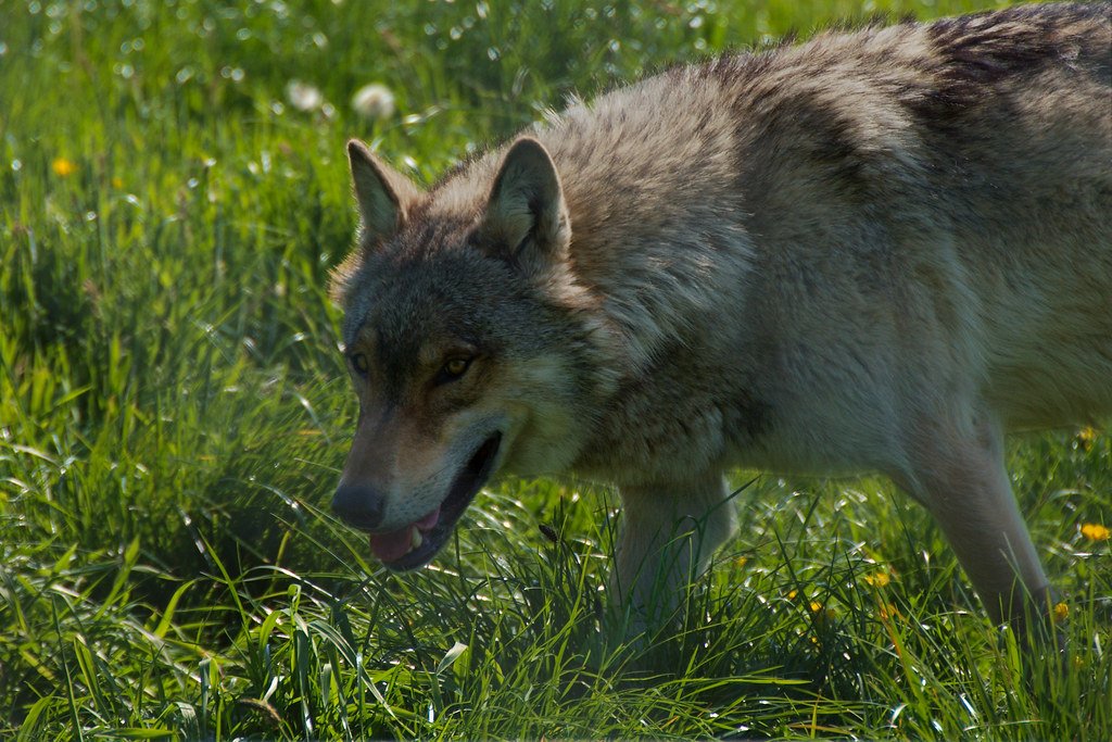 One of the uk wolf trust's european wolf pack in their enclosure. 