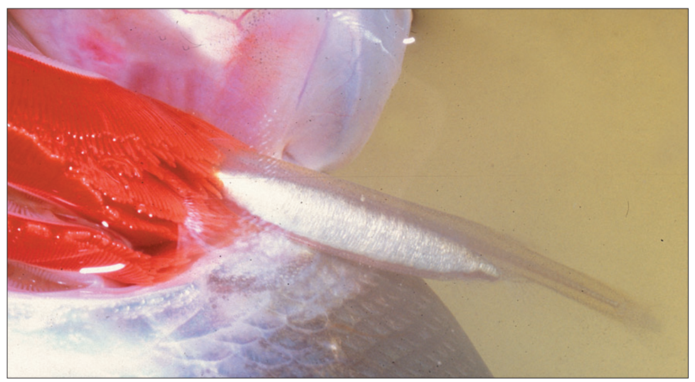 Candiru fish