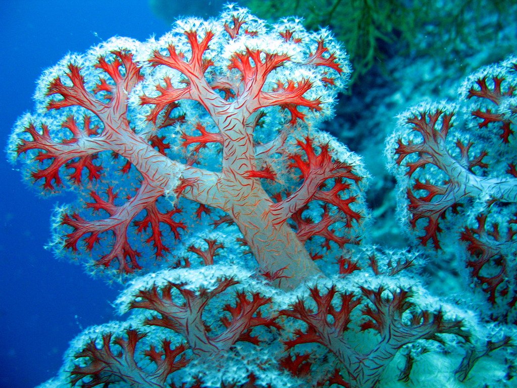 Soft coral with white edges.