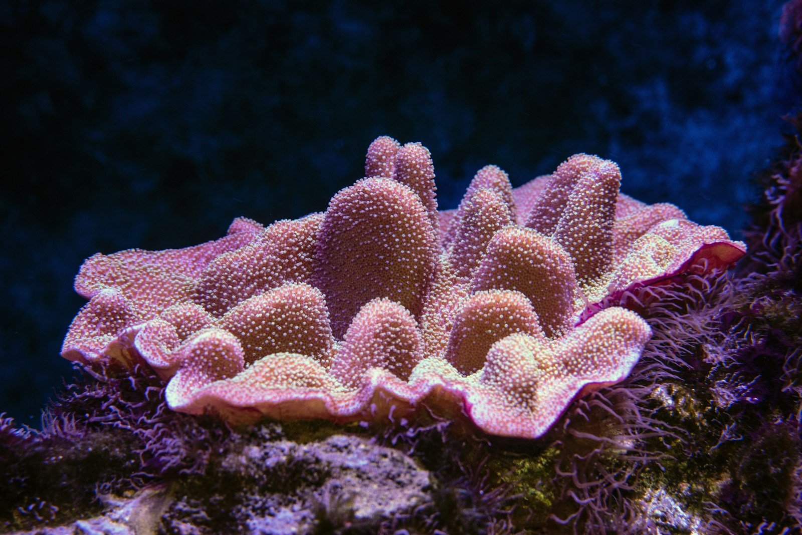 Soft pink coral reef.