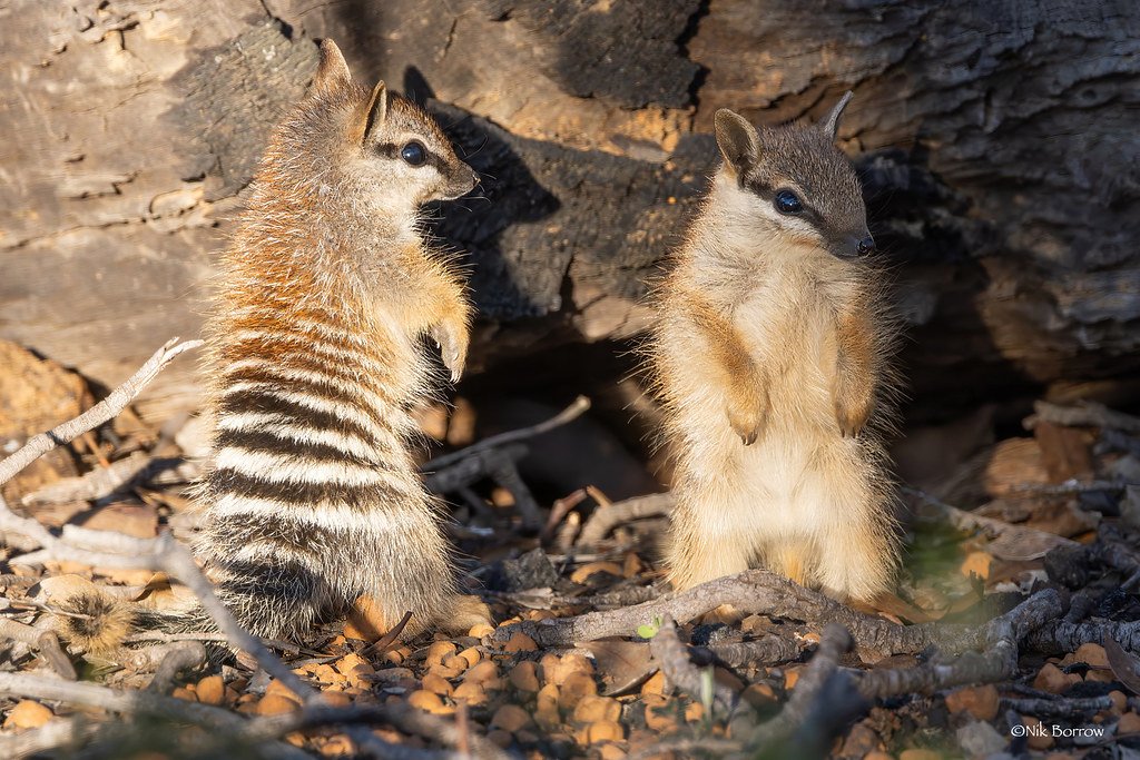 numbat, also known as the noombat or walpurti