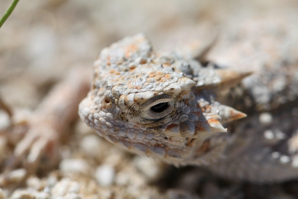 Horned lizard