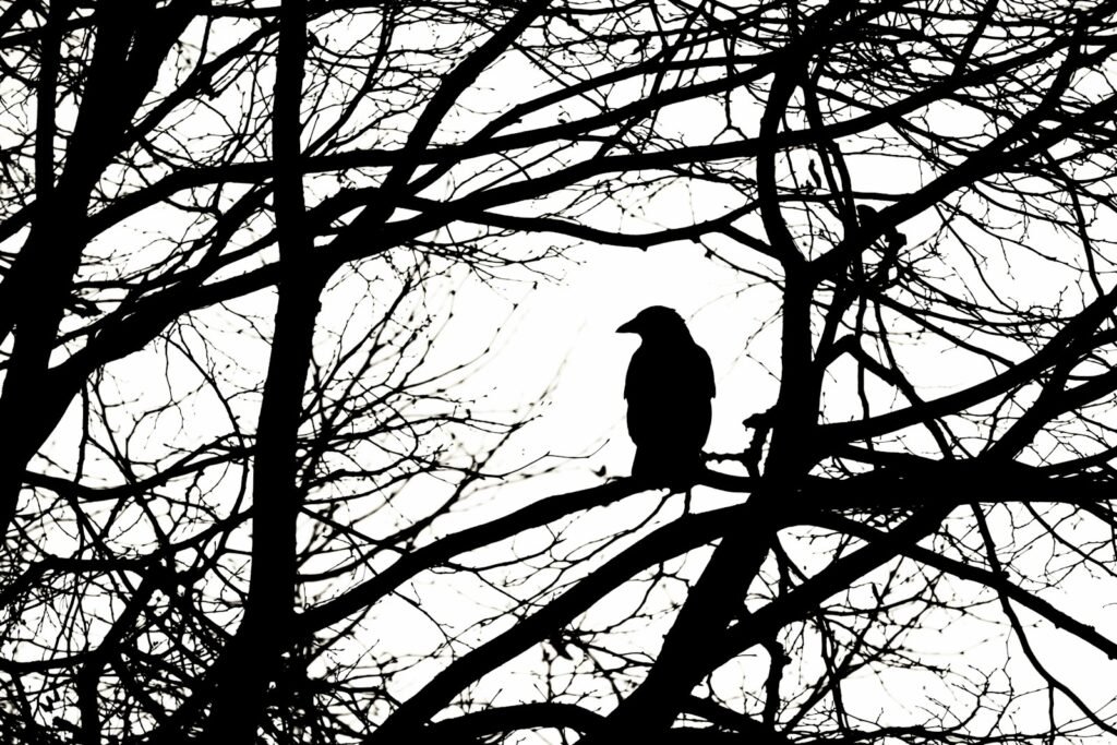 Animal of folklore, raven