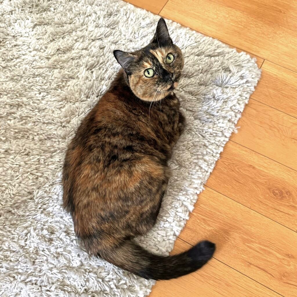 Tortoiseshell cat with chimerism. 