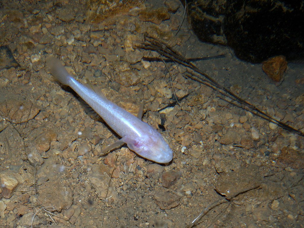 Blind Cave Fish (Typhloetris madagascariensis).