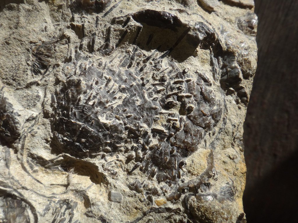 Marine fossils