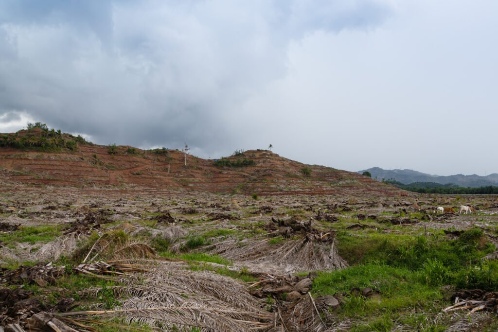 Palm oil plantation