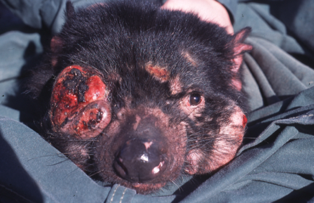 Tasmanian Devil Facial Tumour Disease.
