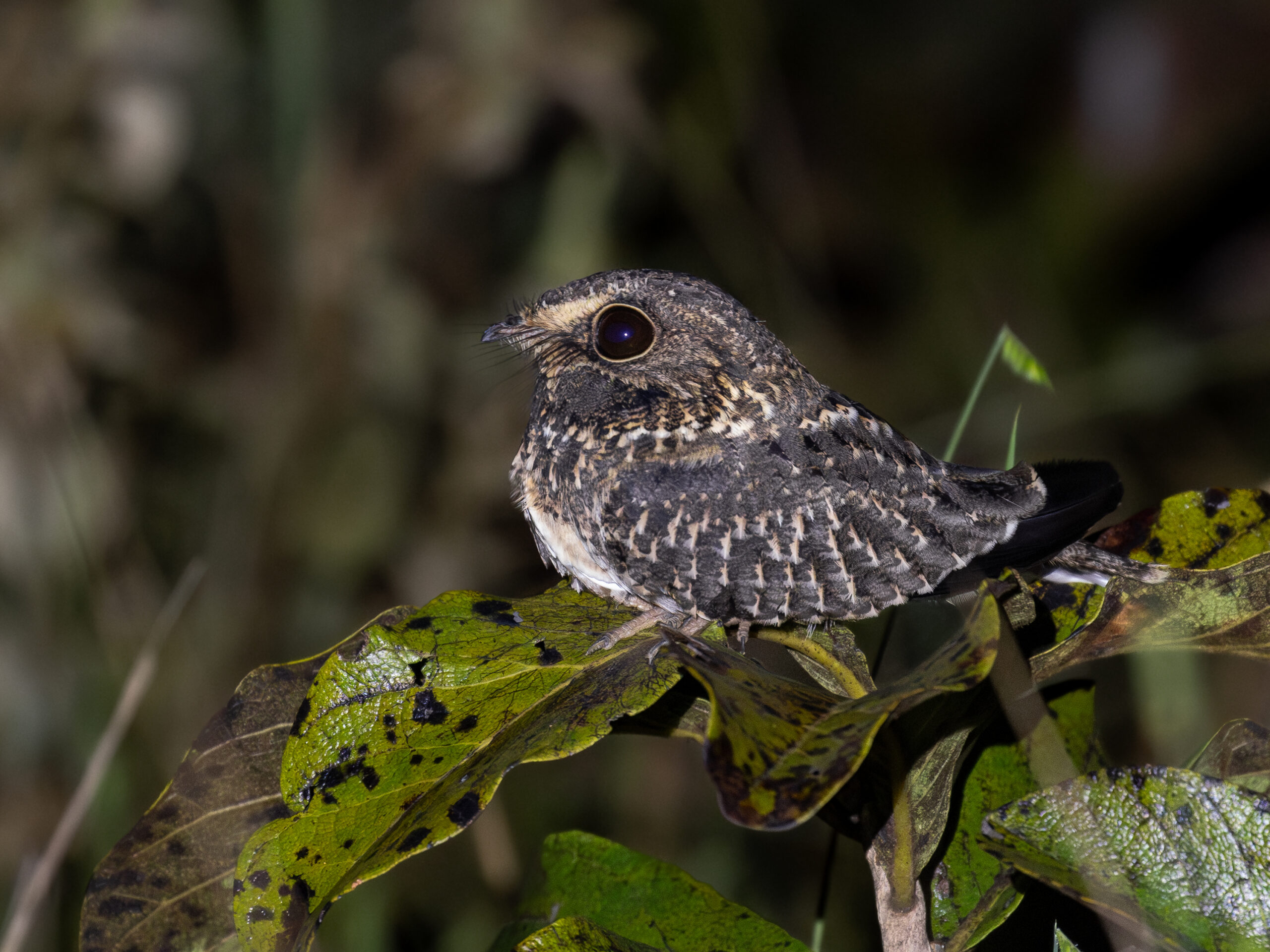 10 Nocturnal Animals You Might Mistake for Something Else