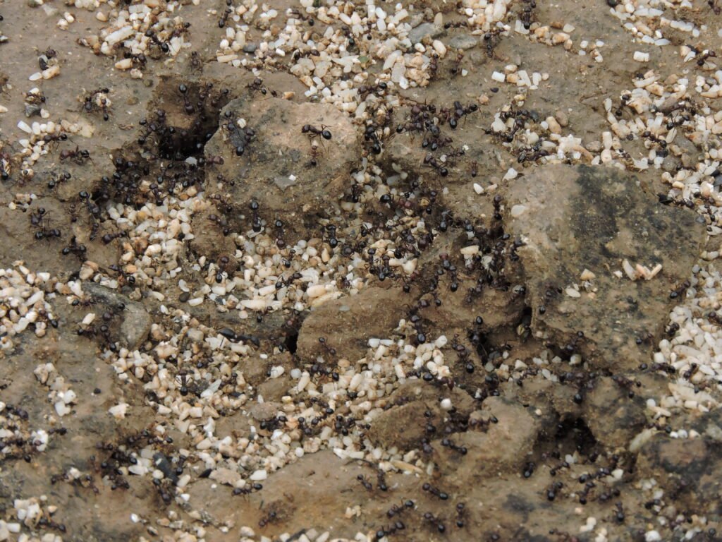 Ant Colony