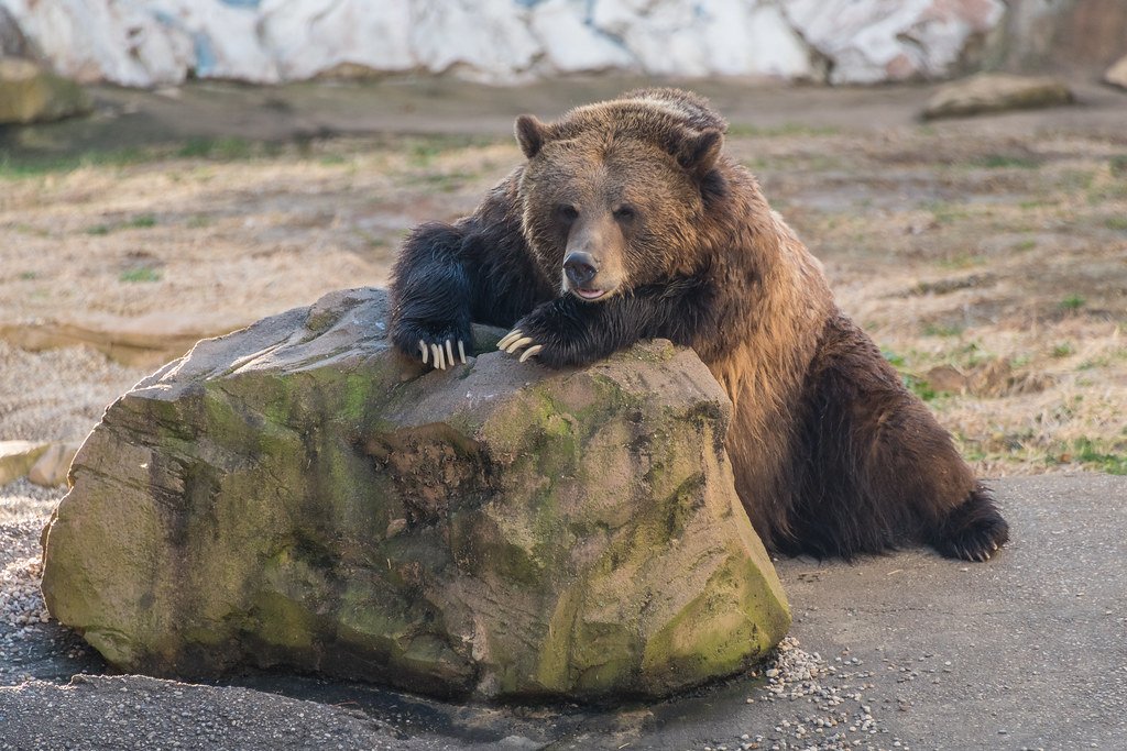 Montana Grizzly Bear