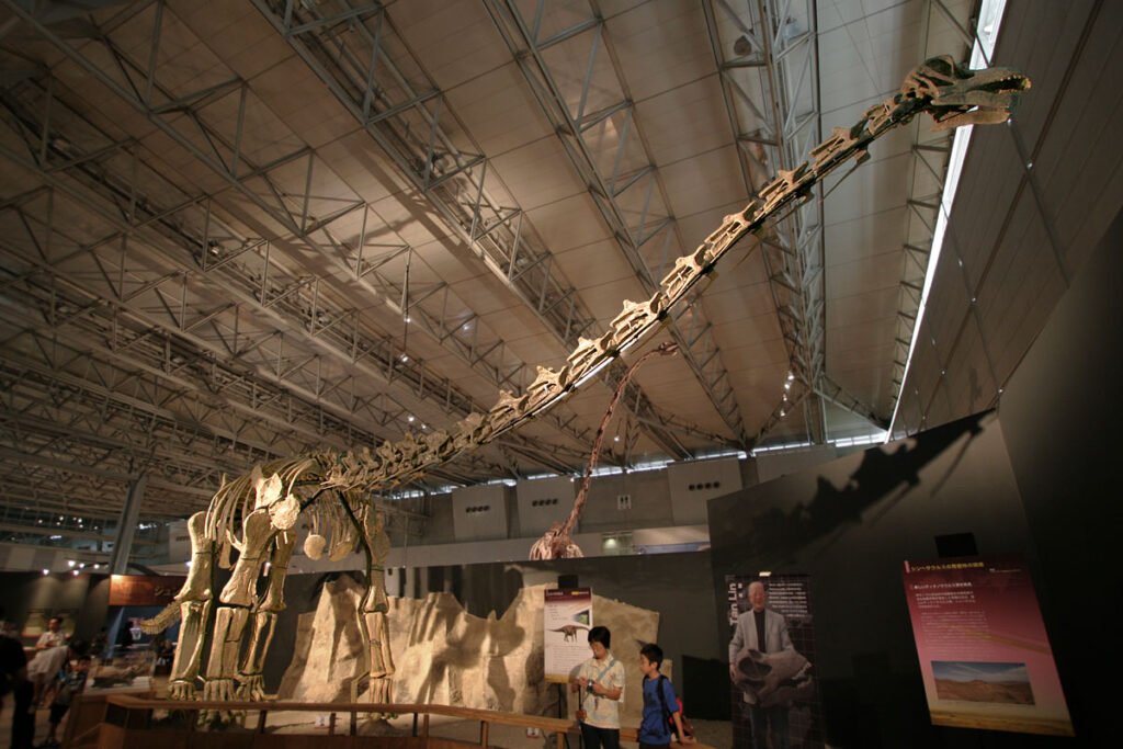 Titanosaur Dinosaur fossil
