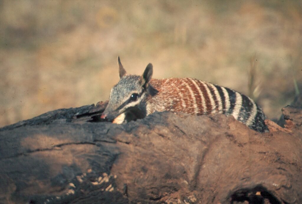 numbat, also known as the noombat or walpurti