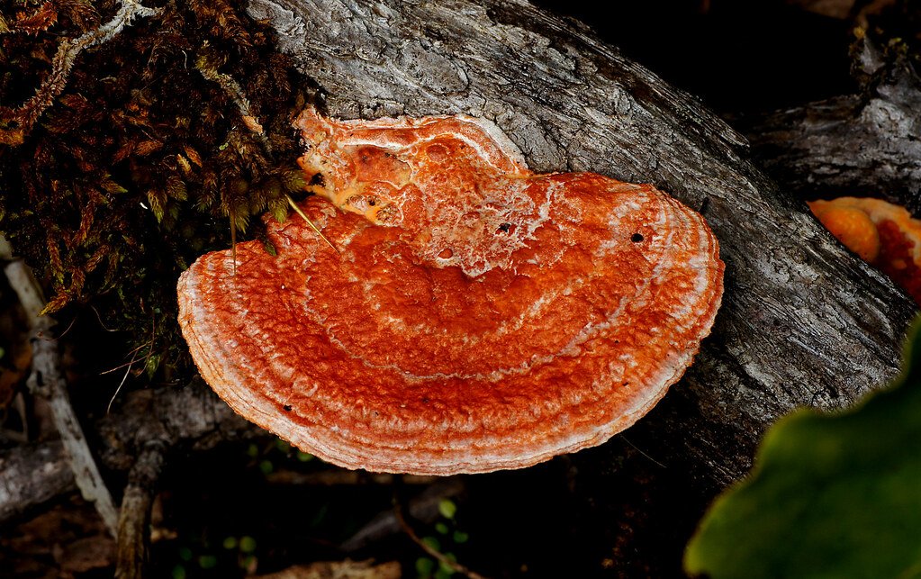 Orange Bracket Fungi.