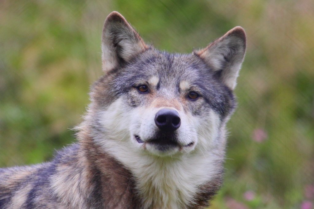 UK Wolf Conservation Trust. 