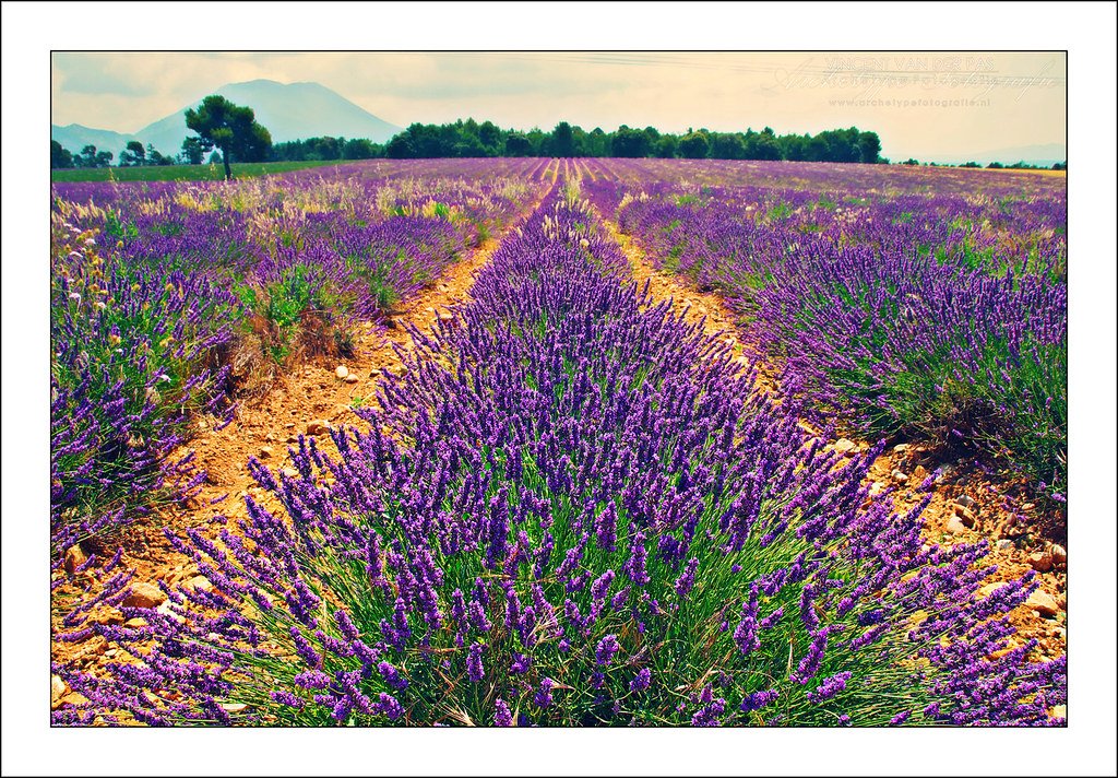 Lavender Fields of Provence