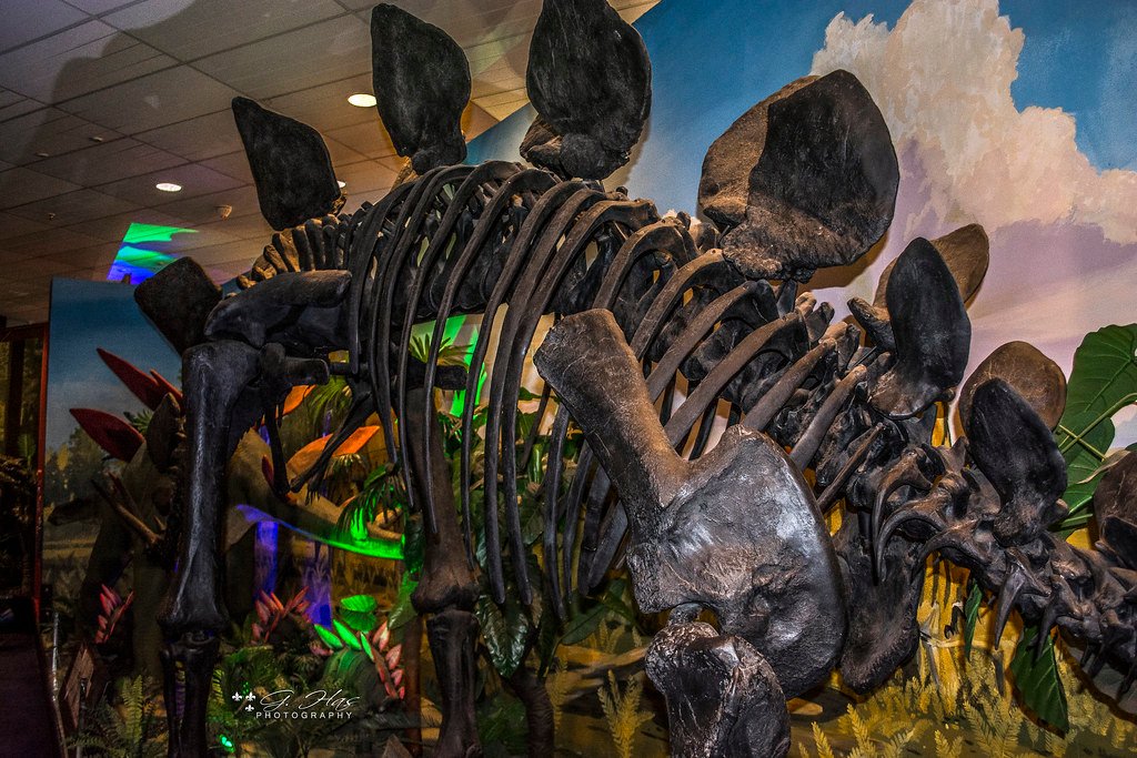 Australia dinosaurs