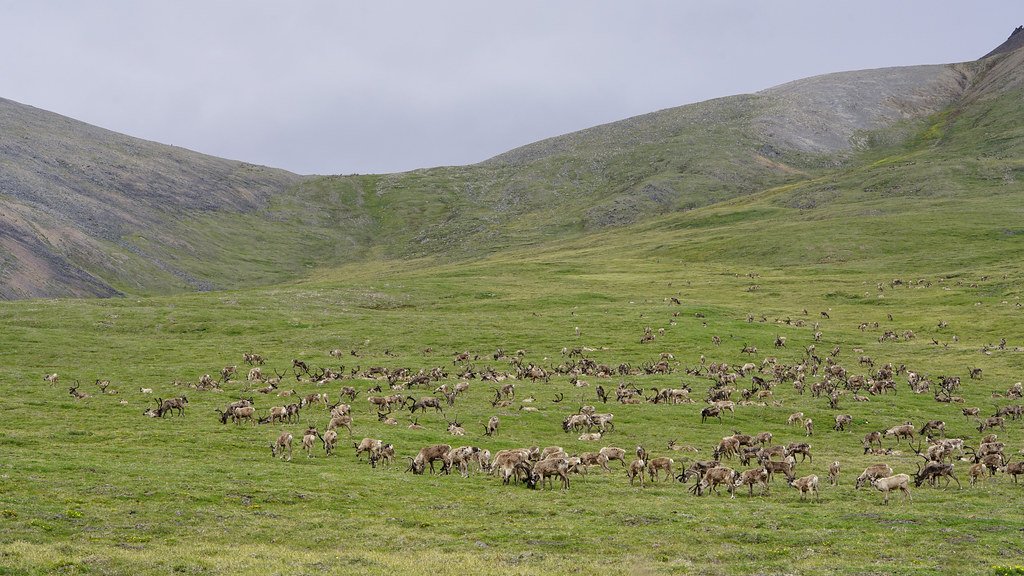 Caribou Herd, conservation