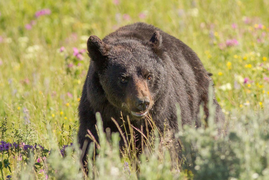 Yellowstone national park, bear, black bear, wild animals