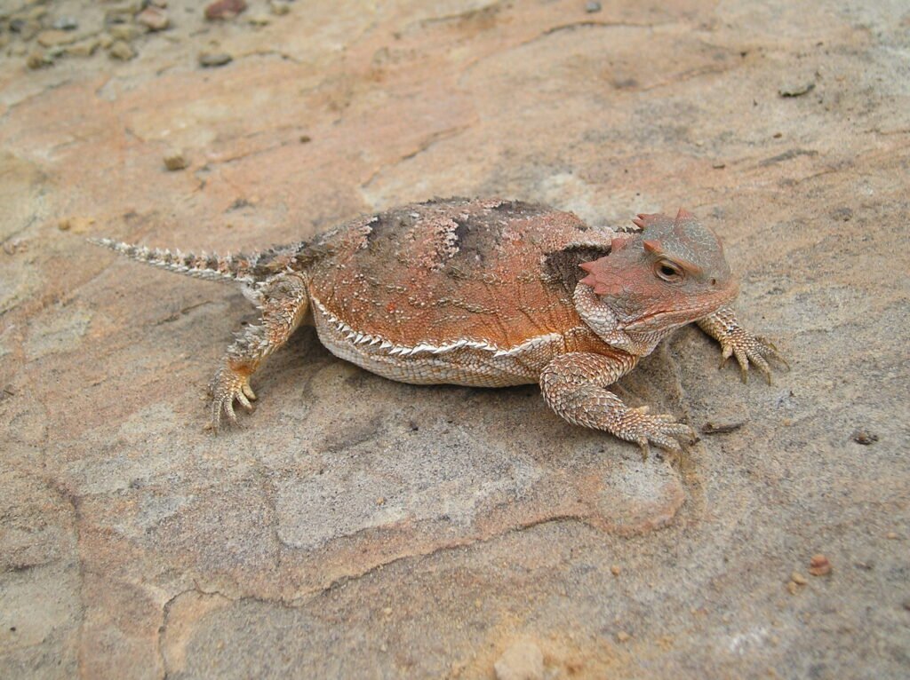 Horned lizard