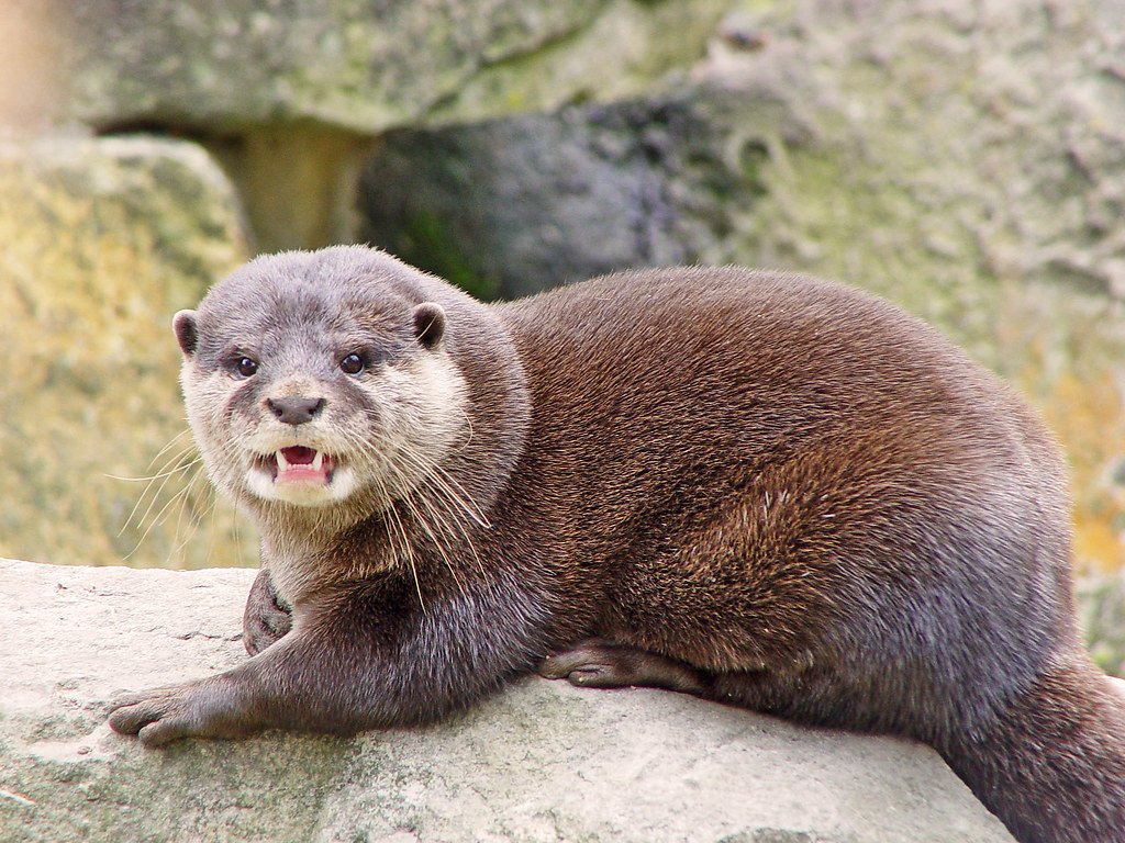 Otter