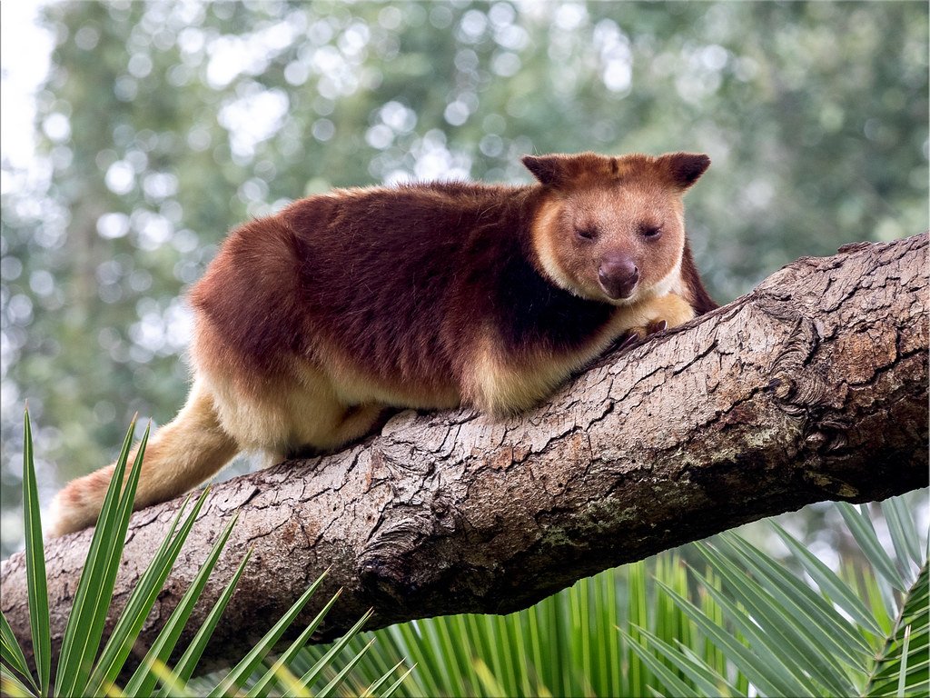 Sleepy tree kangaroo.