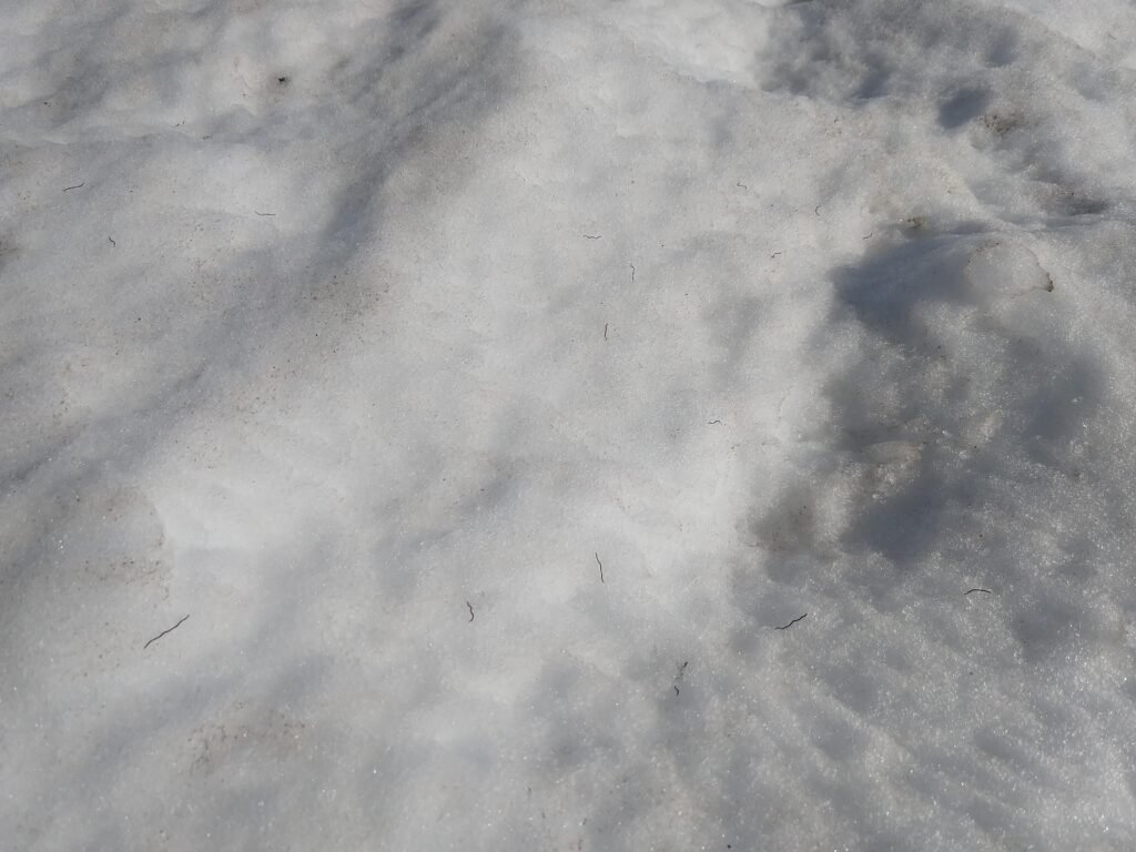 Ice worms, Alaska