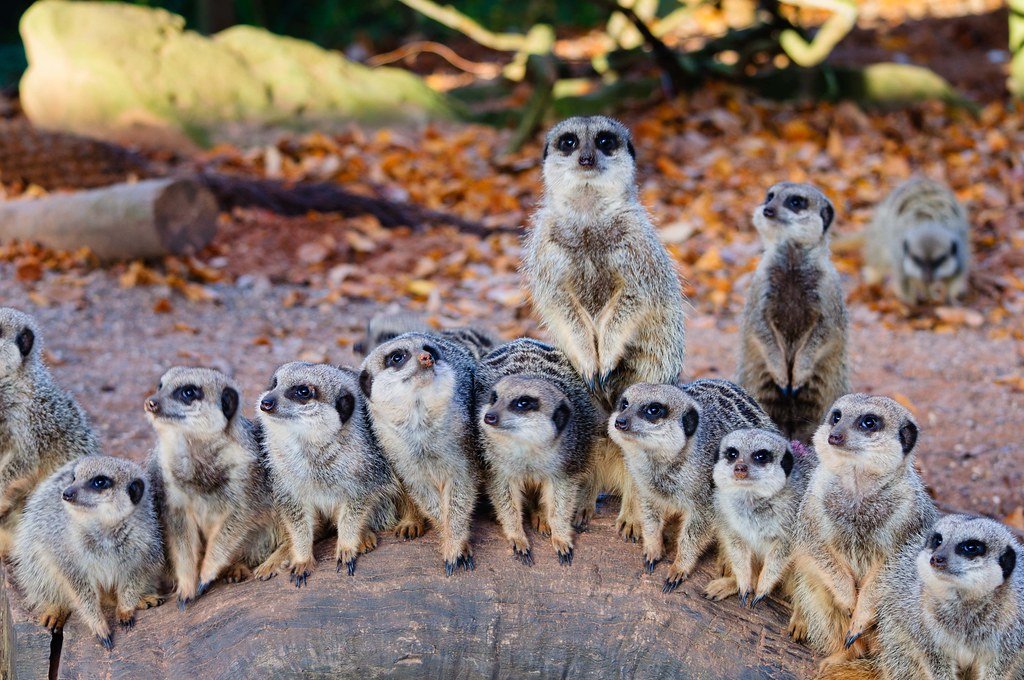 Animal structures, meerkats