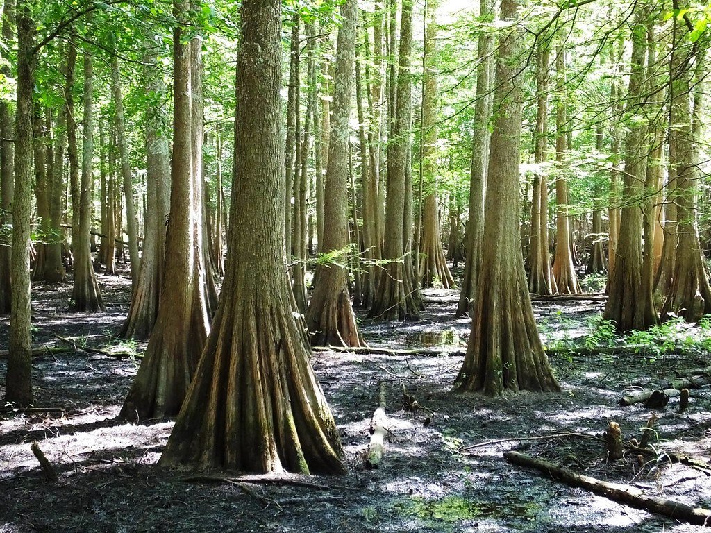Bald Cypress Trees.