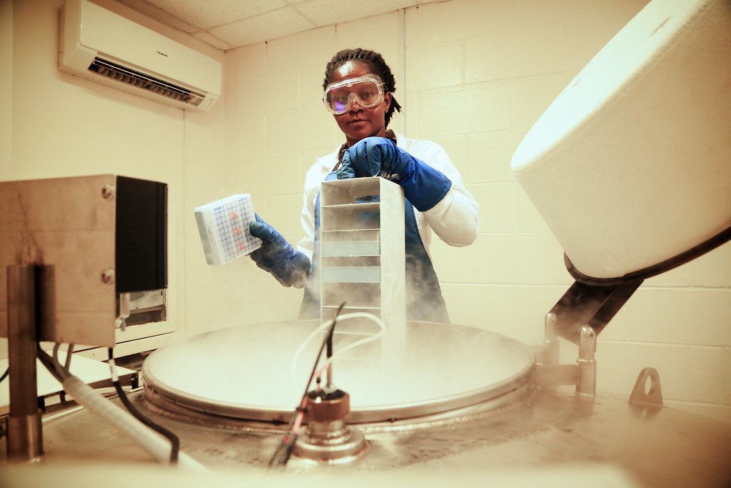 Cryopreservation at IITA genebank.
