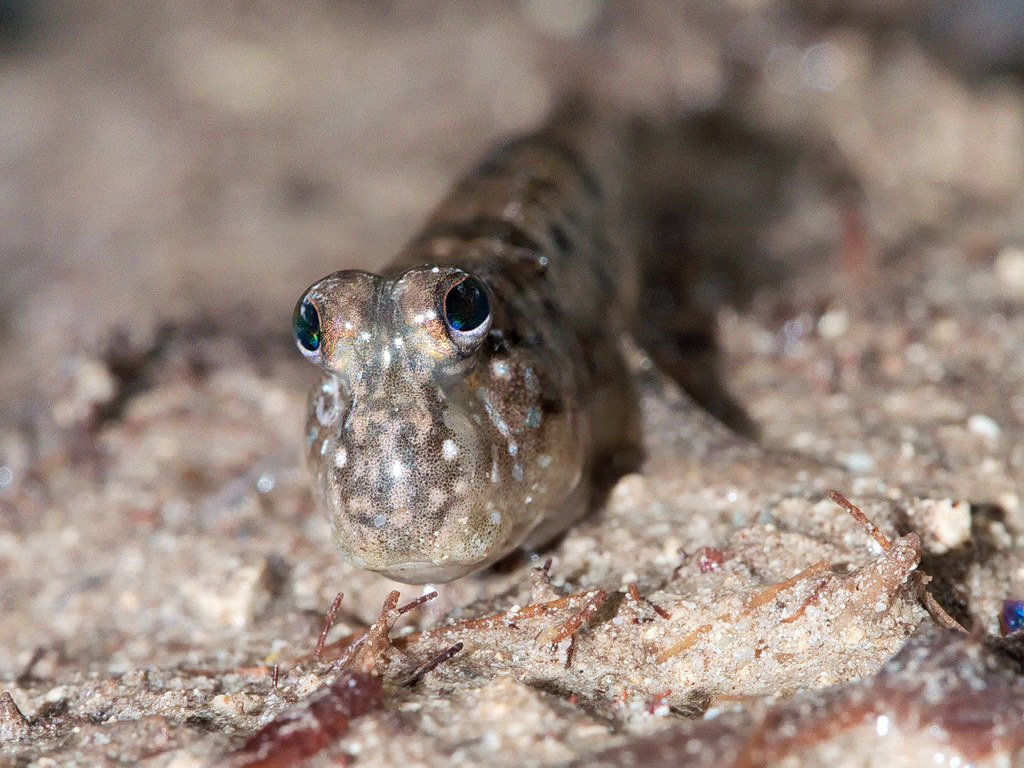 Mudskipper