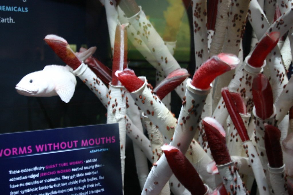 Giant Tube Worms.