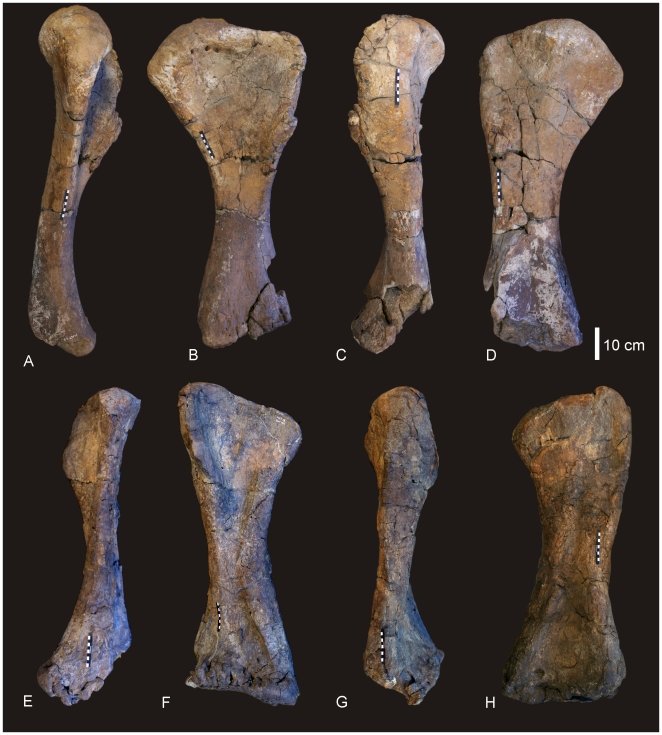 Dinosaurs found in Australia
