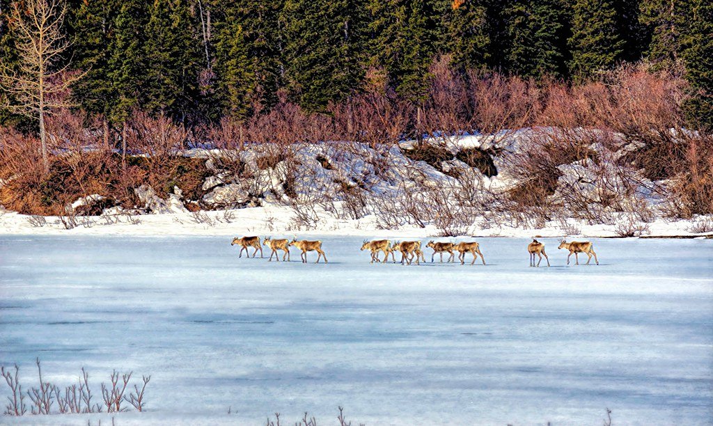 Caribou herd conservation