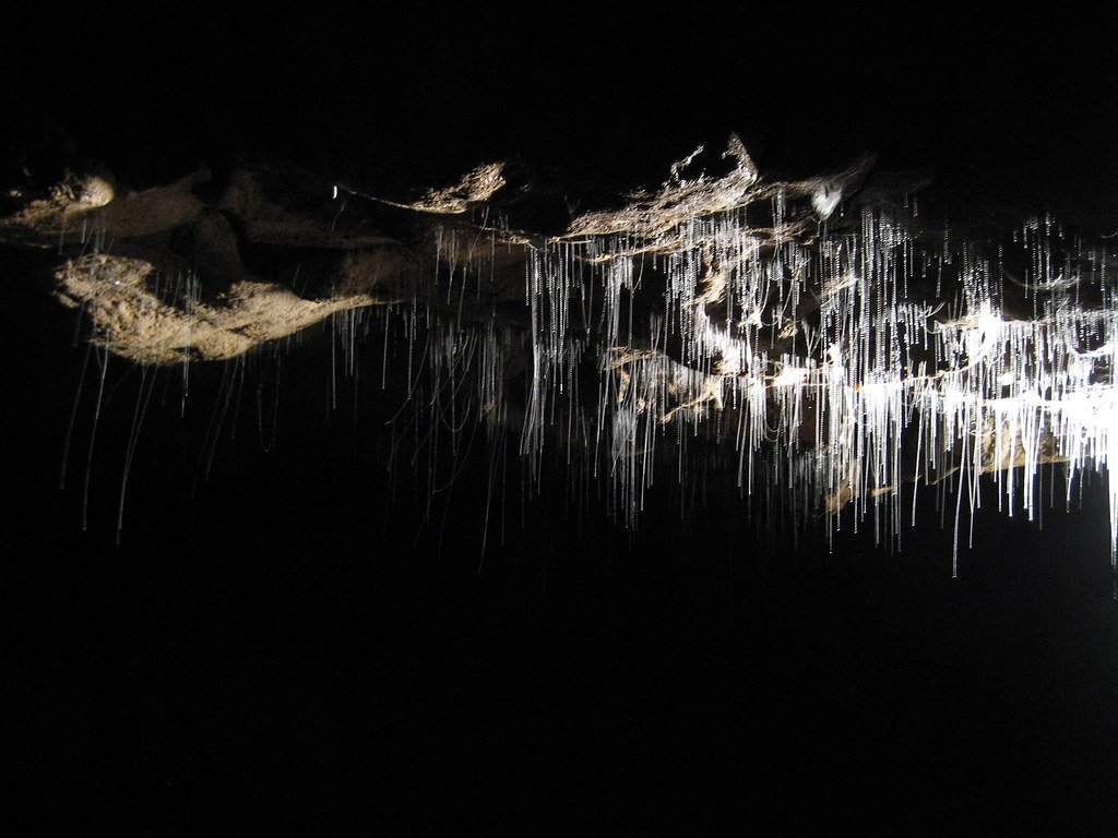 Waitomo Caves, Southern Waikato region, North Island, New Zealand.