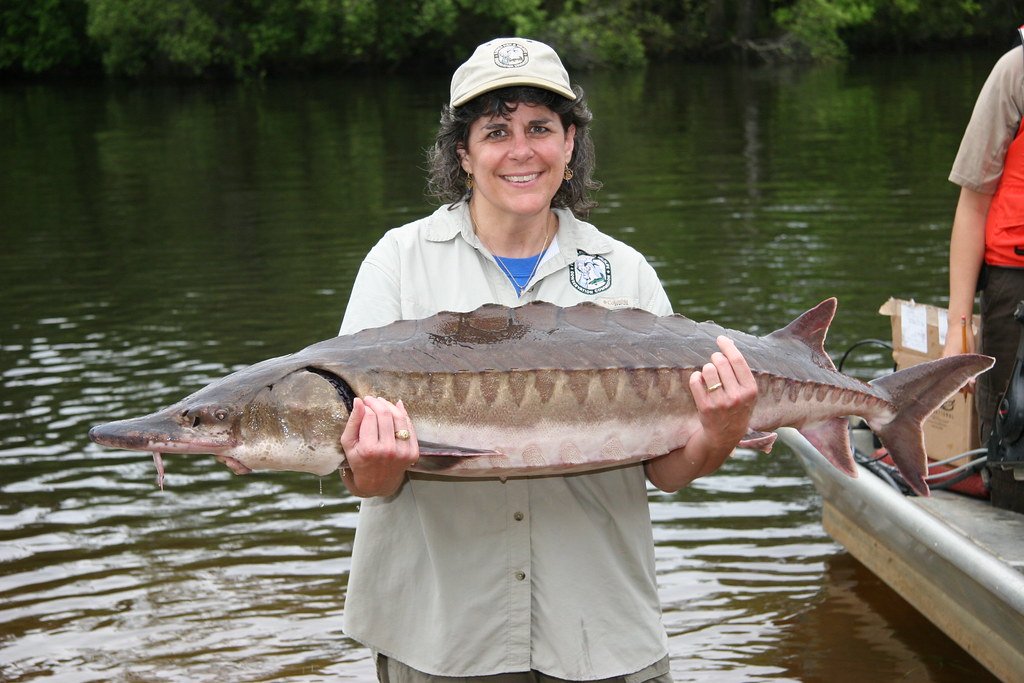 Releasing the Sturgeon.