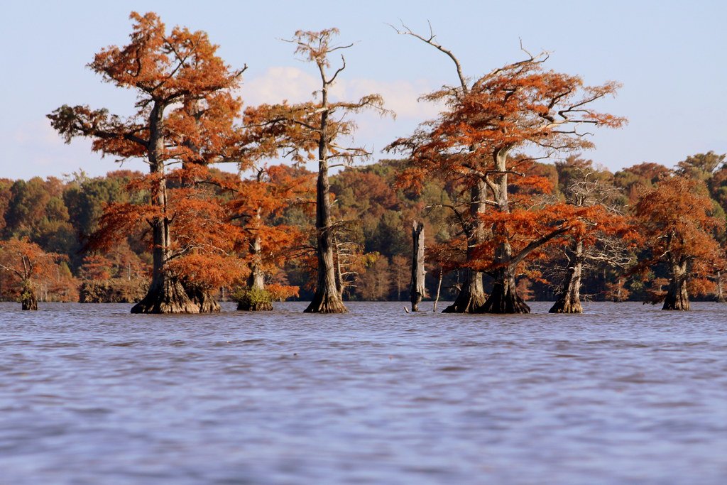A lake lined with bald cypress trees in Autumn.