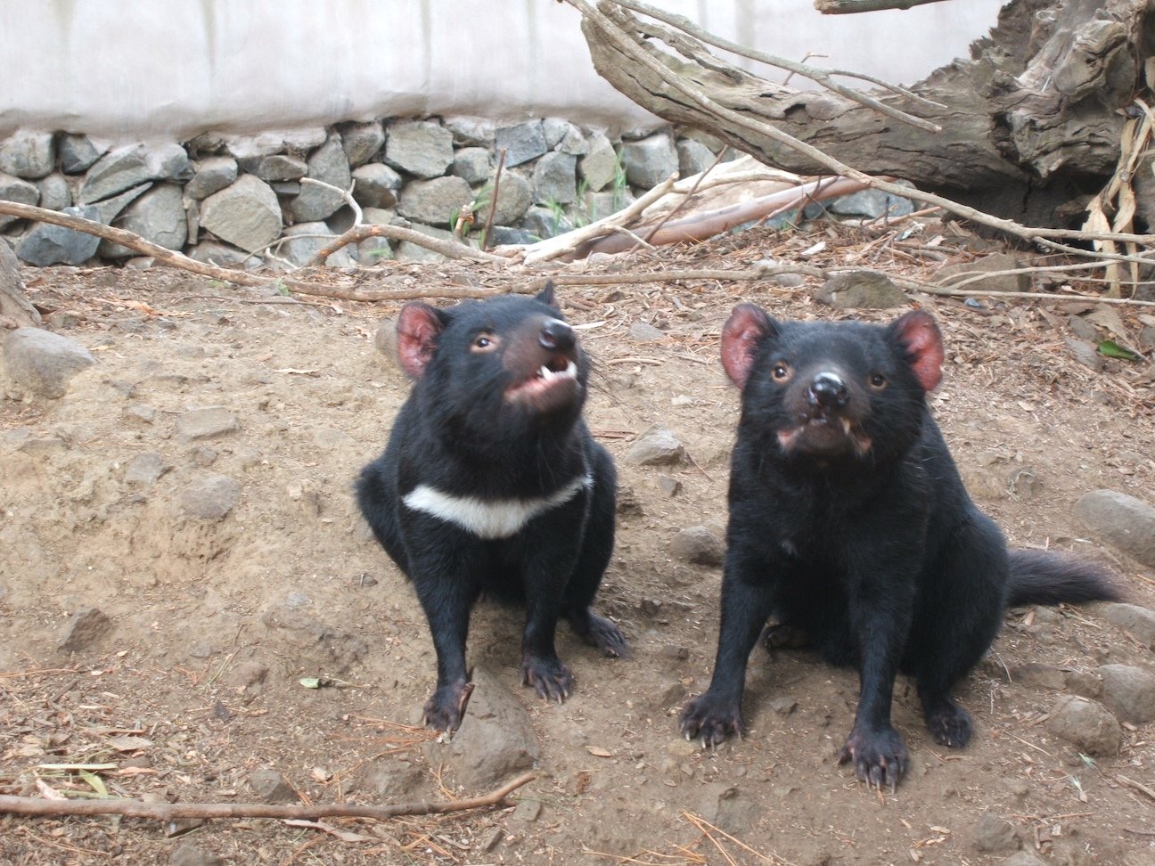 A tasmanian devil with white markings and a melanic tasmanian devil (no white markings).