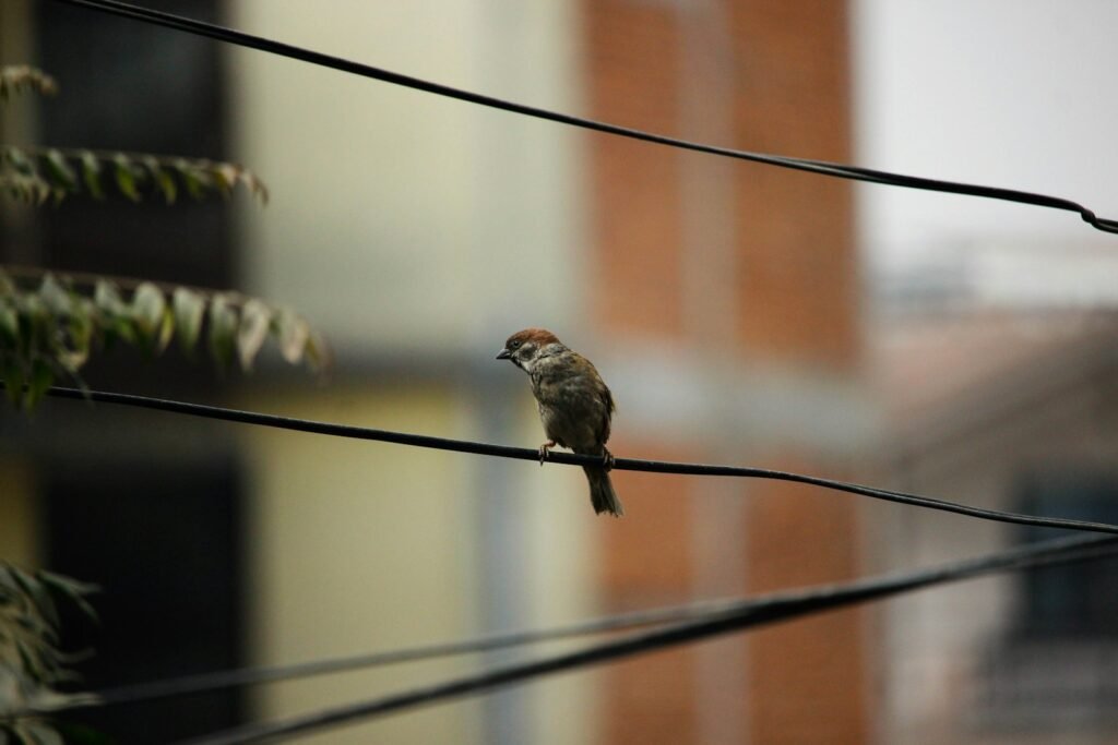 Sparrow, urban animals
