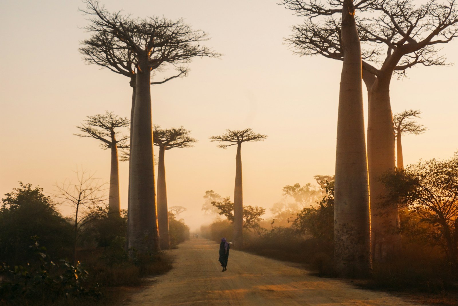 The Mystery of the Baobab: How Africa’s Ancient Trees Store Water and Live for Thousands of Years