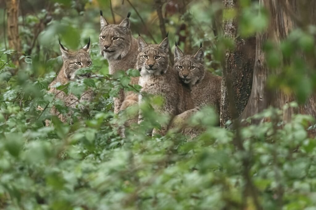 Group of lynxes standing in a forest.