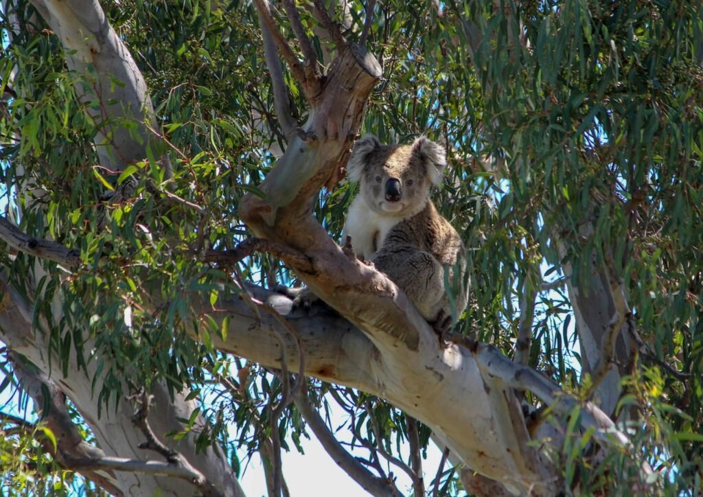 Koala conservation
