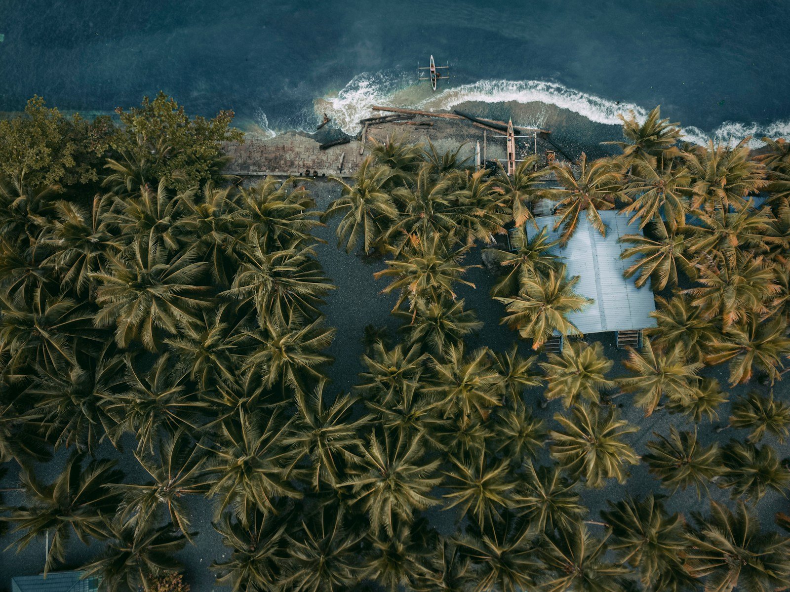 Palm Trees and Lost Habitats: The Environmental Cost of Large-Scale Harvesting