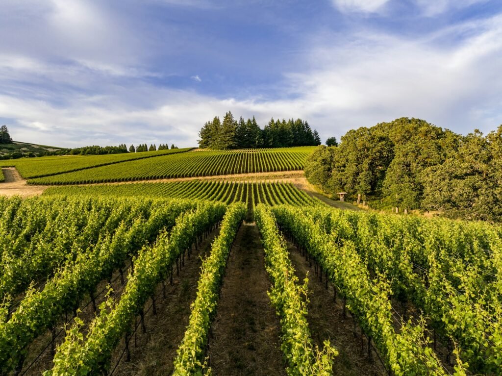 Expansive vineyard in Oregon.