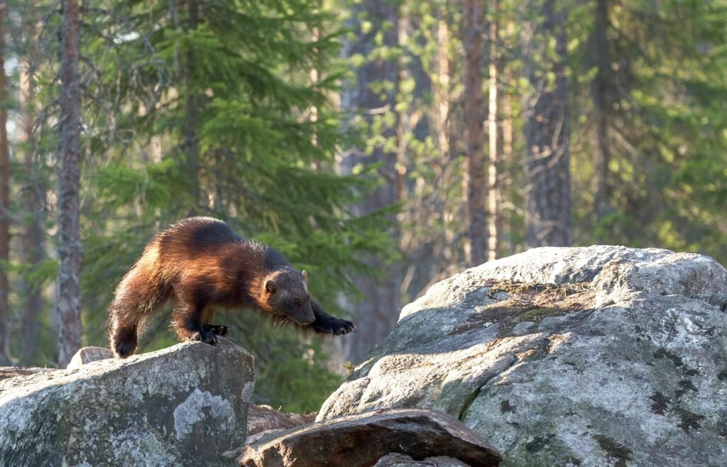 Wolverine crossing two rocks.