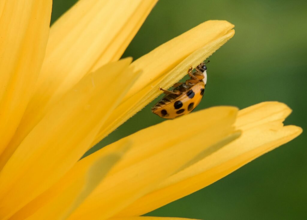 Yellow and black beetle on yellow petaled flower.